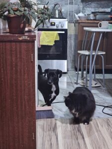 ძაღლის და კატის ექიმი გამოძახებით