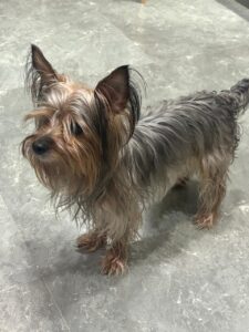 ძაღლის ექიმი გამოძახებით