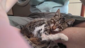 კატის ექიმი ადგილზე მისვლით