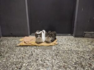 კატების ექიმი გაოძახებით