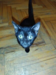 კატის ექიმი 24 საათიანი